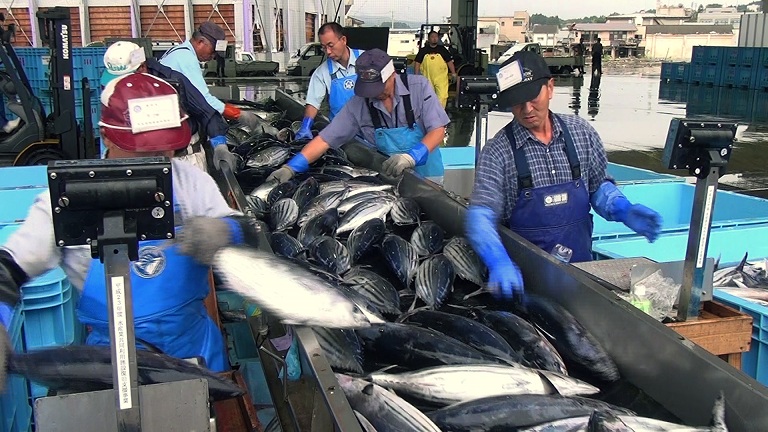 活気を取り戻しつつある気仙沼の漁港